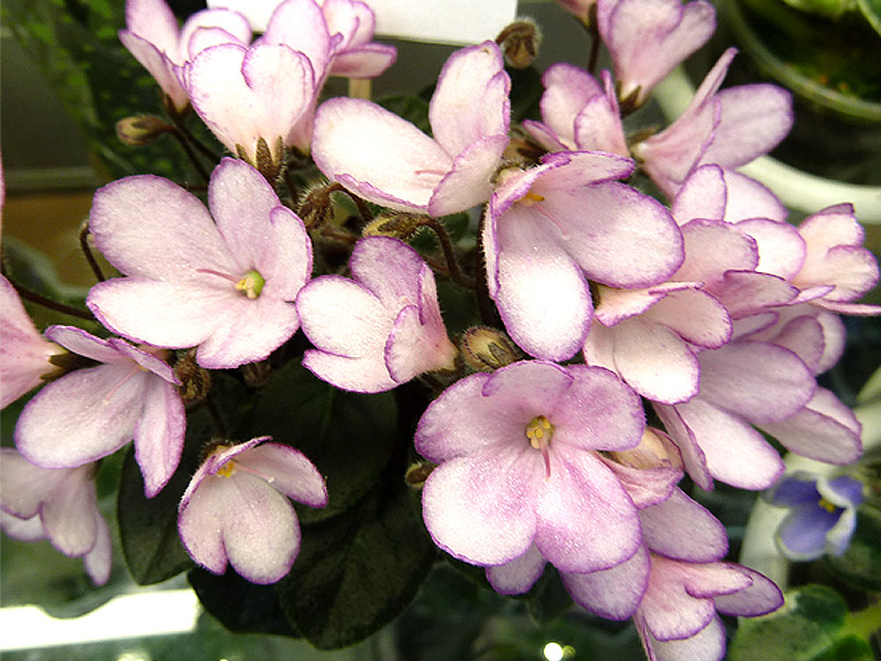 Н-Дюймовочка - Стуленкова.jpg