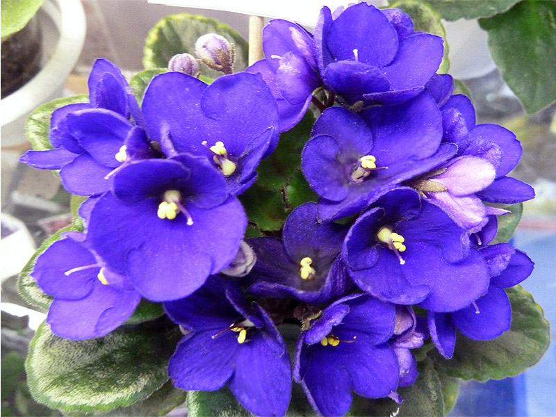 Optimara Little Inca - Стуленкова.jpg