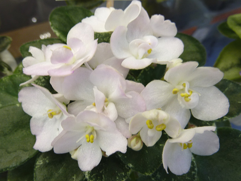 Shirl's Touch o' Pink - Стуленкова.jpg