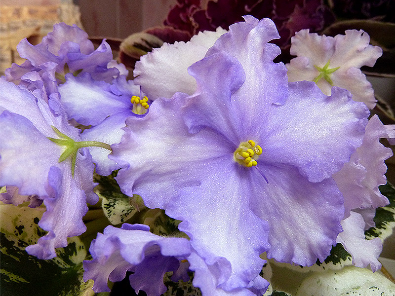 ЛЕ-Грёзы Султана(спорт).jpg