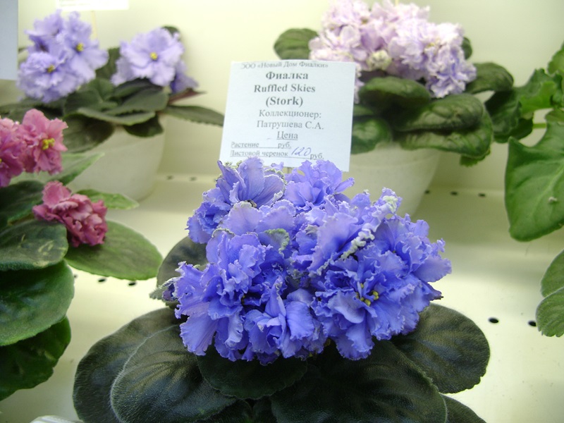 DSC06072.JPG