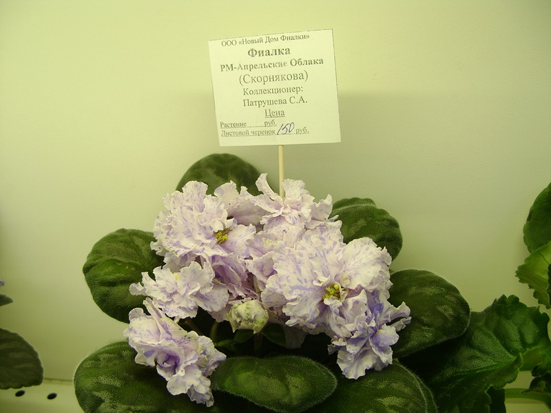 DSC06073.JPG