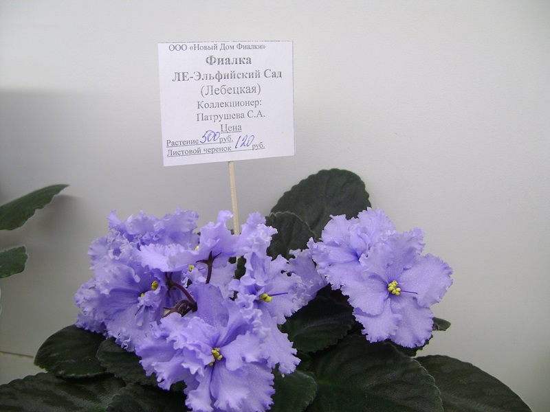 DSC06074.JPG