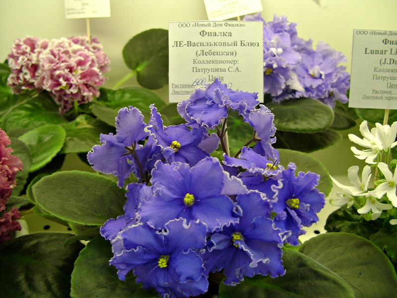 DSC06076.JPG