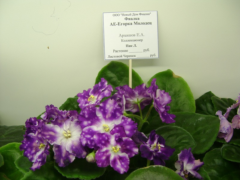 DSC06087.JPG
