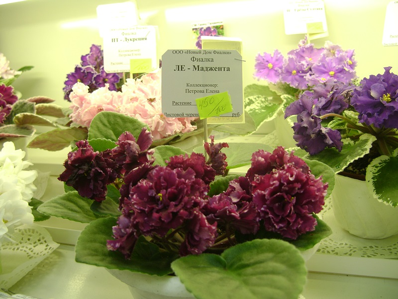 DSC06092.JPG