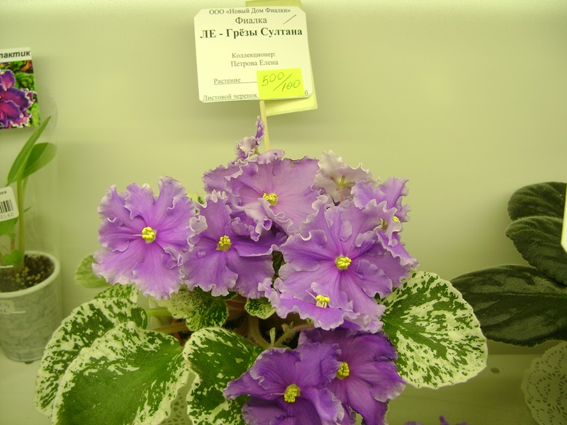 DSC06093.JPG