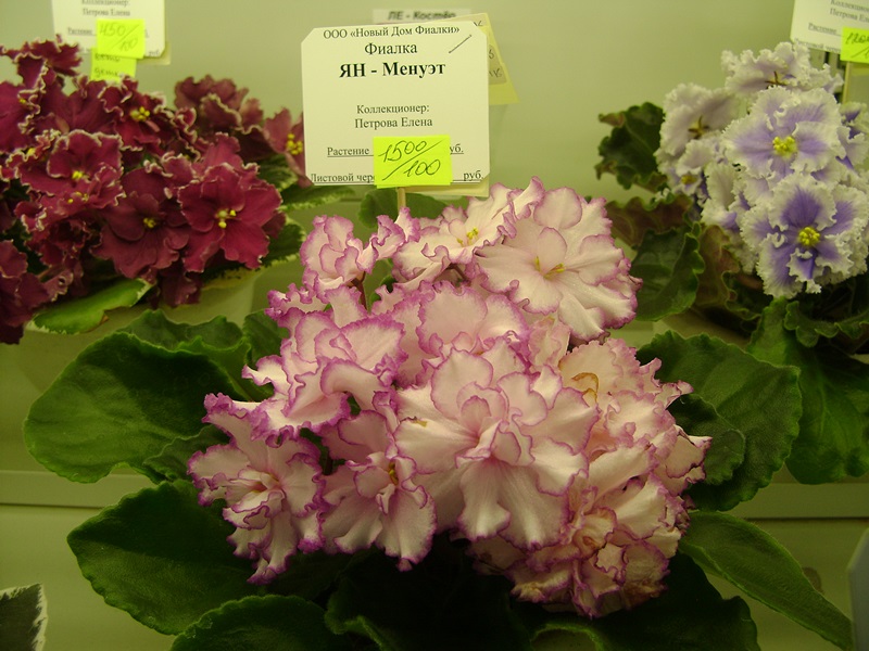 DSC06097.JPG