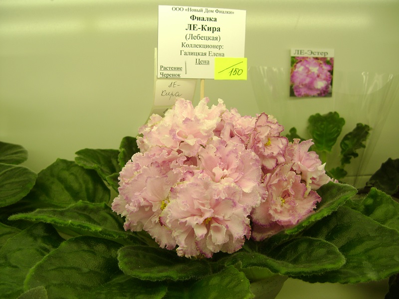 DSC06104.JPG