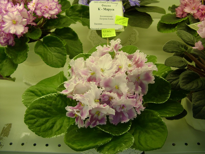 DSC06109.JPG
