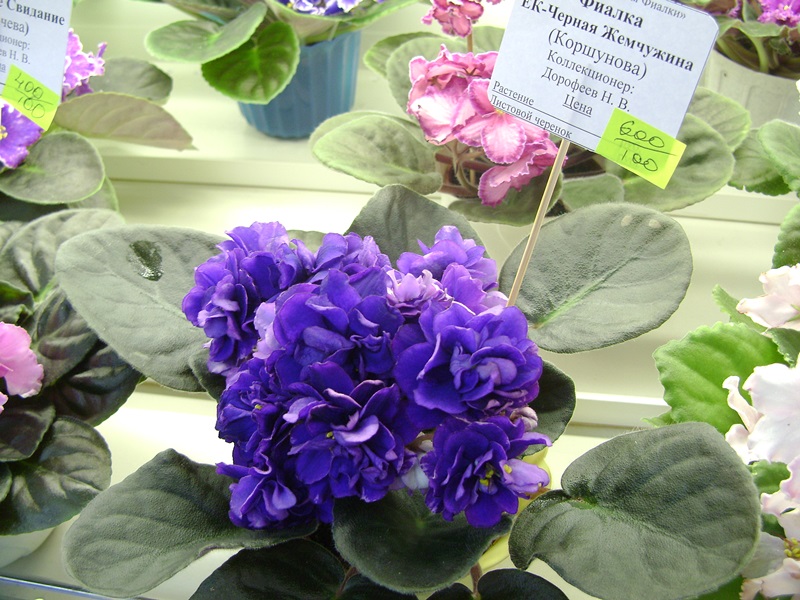 DSC06113.JPG