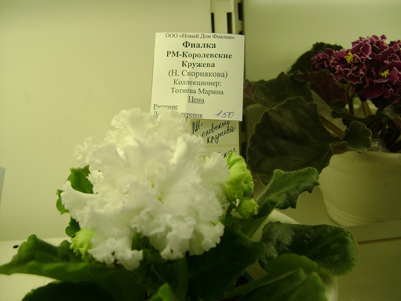 DSC06122.JPG