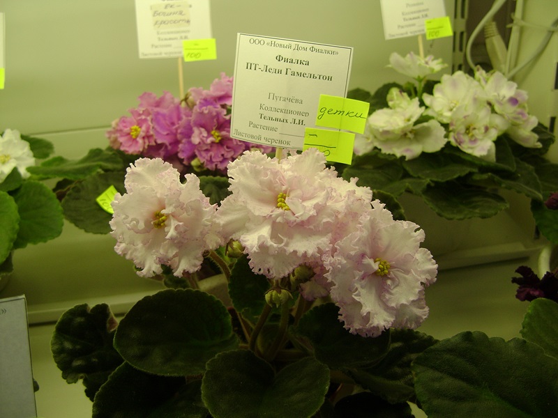 DSC06128.JPG