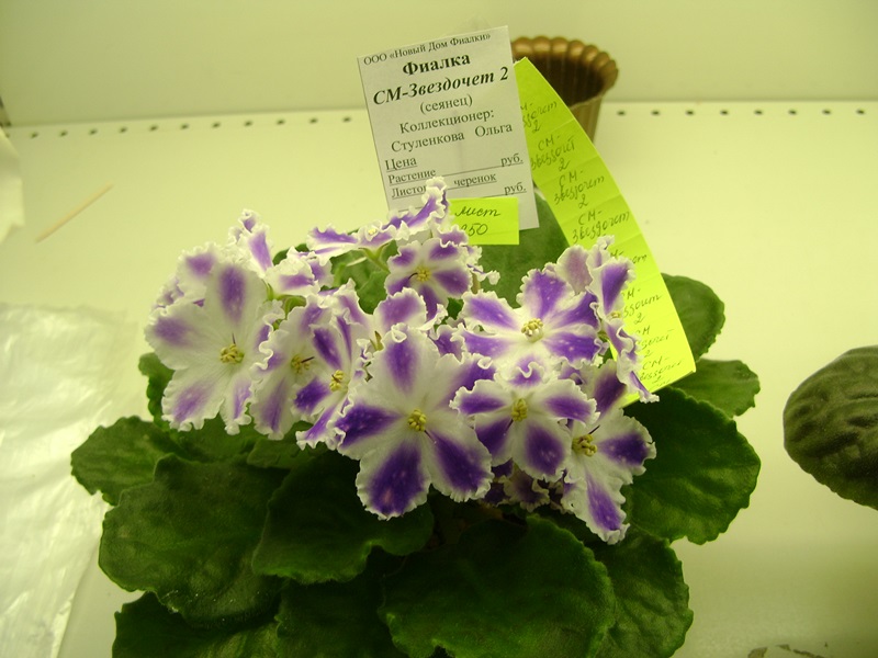DSC06132.JPG