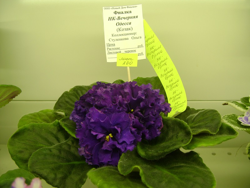 DSC06136.JPG
