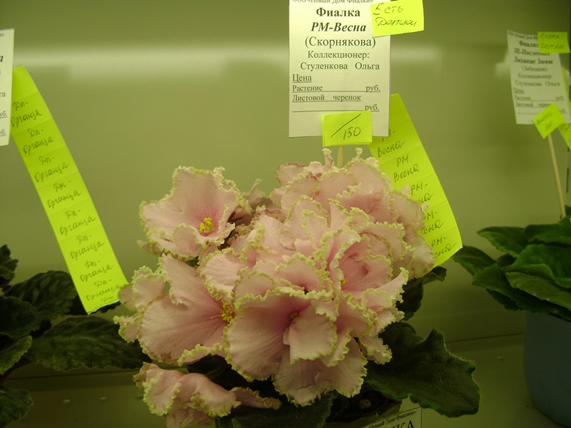 DSC06138.JPG