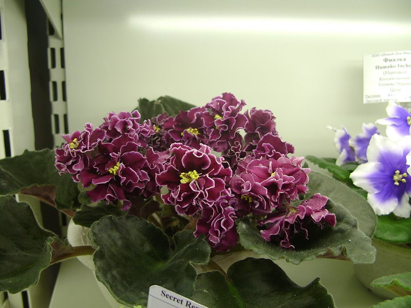 DSC06148.JPG