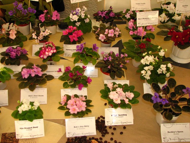Image00260.jpg