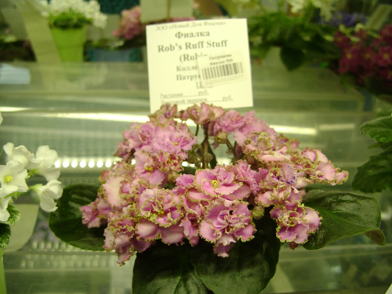 DSC06158.JPG