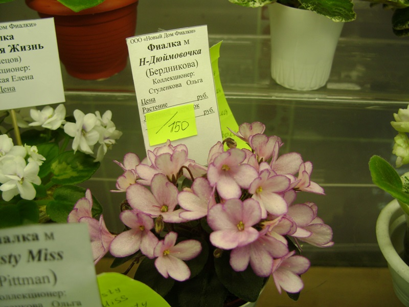 DSC06162.JPG