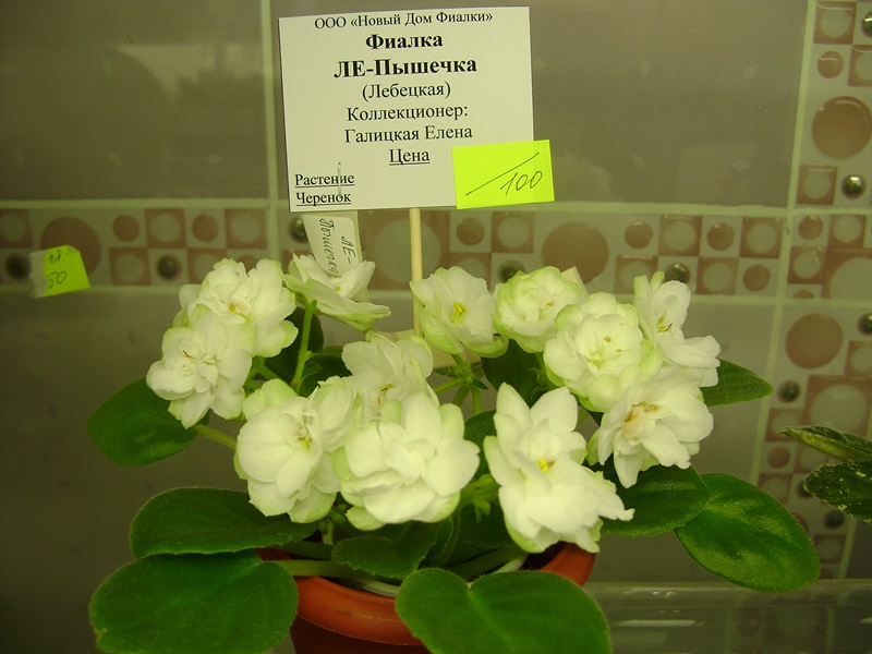 DSC06165.JPG