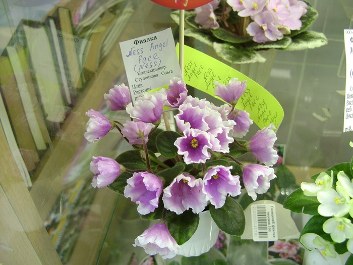 DSC06167.JPG