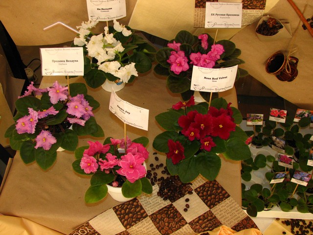 Image00257.jpg