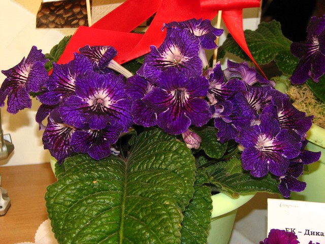 Image00273.jpg