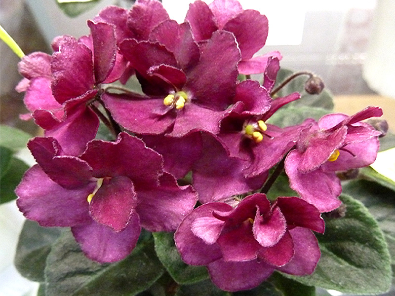 Jolly Wow - Стуленкова.jpg