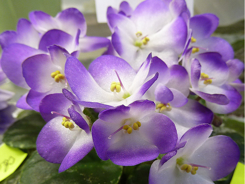 Plumberry Glow - Стуленкова.jpg