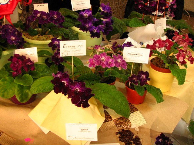 Image00281.jpg