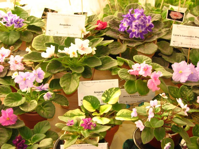 Image00310.jpg
