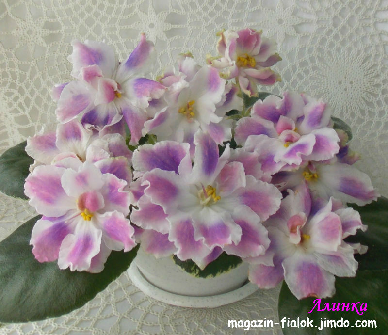 DSCN5295.jpg