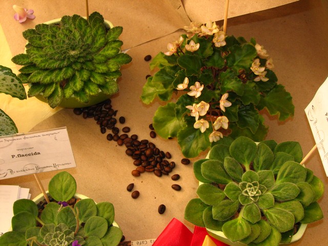 Image00300.jpg