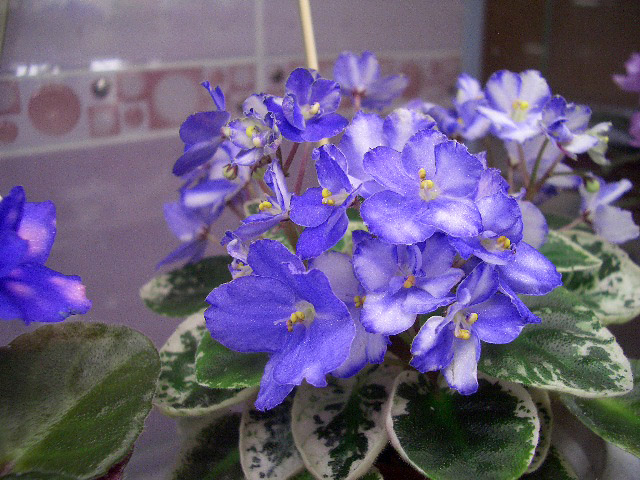 Jersey Blue Ice (Калгины).JPG