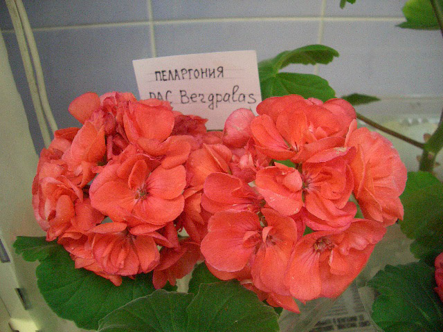 CIMG0102.JPG