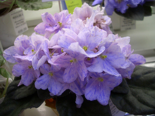 АЕ-Неженка (Стуленкова).JPG