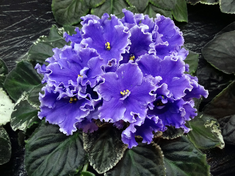 Ma's-Pretty-Blue.jpg