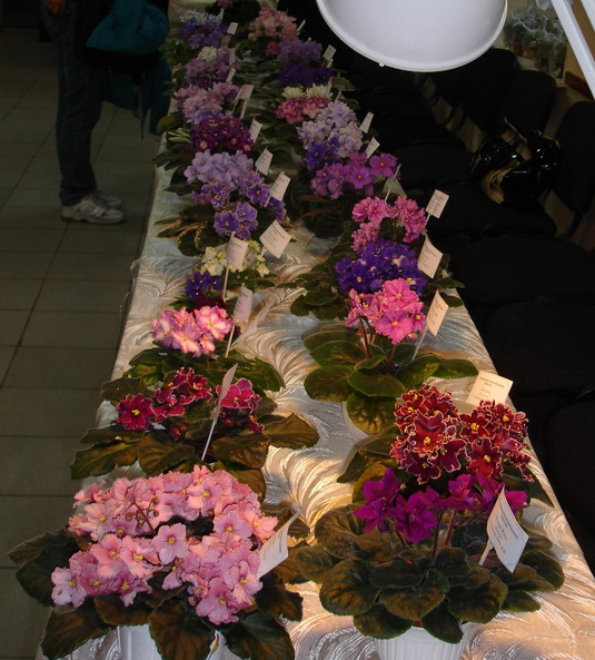 DSC03133.jpg