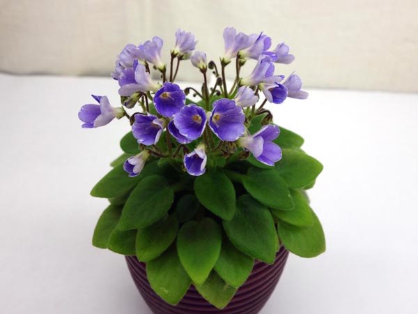 ЛЕ-Мускари.jpg