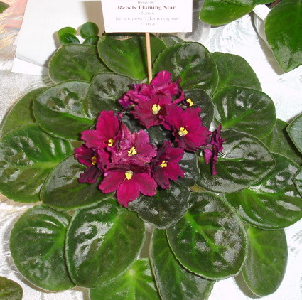 DSC03005-1.jpg