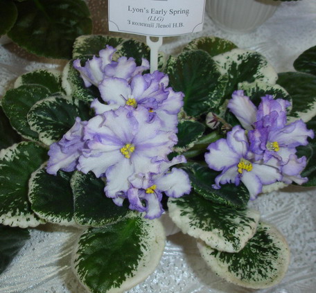 DSC03021-1.jpg