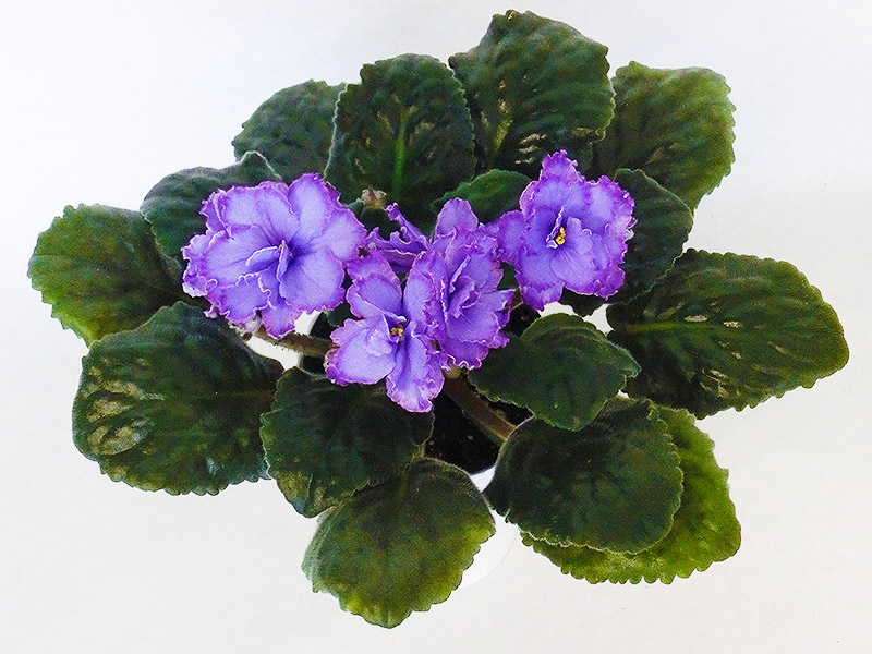 Blue Dragon (LLGP. Sorano).jpg