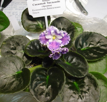 DSC03007-1.jpg