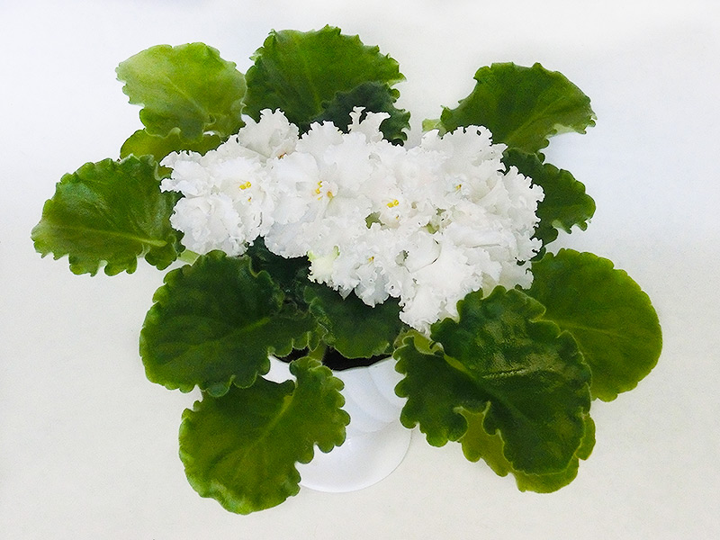 ЛЕ - Жасмин (Е.А. Лебецкая).jpg