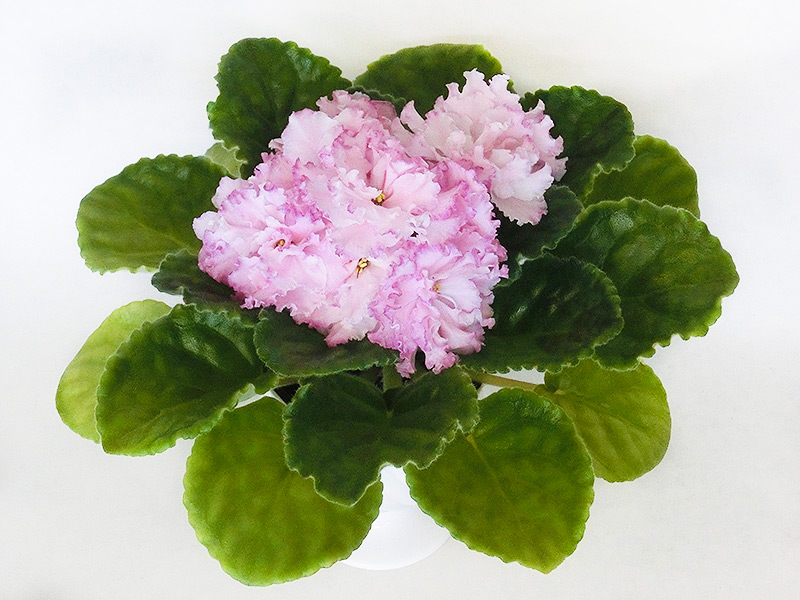 ЛЕ - Кира (Е.А. Лебецкая).jpg