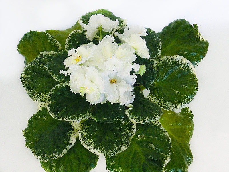 ЛЕ - Лимонное Суфле (Е.А. Лебецкая).jpg
