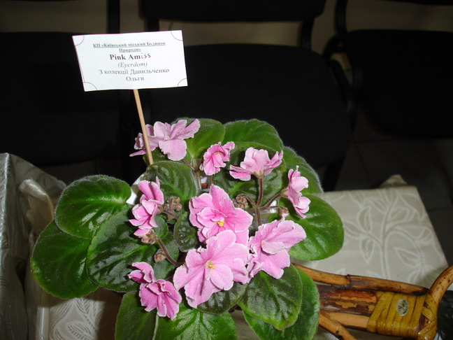 DSC03004.jpg