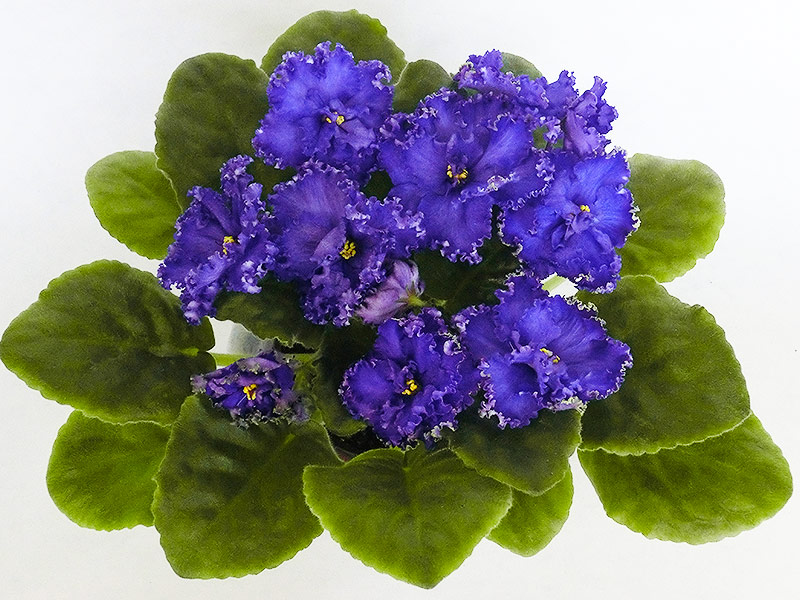 РС - Пучина Морская (С.Н. Репкина).jpg