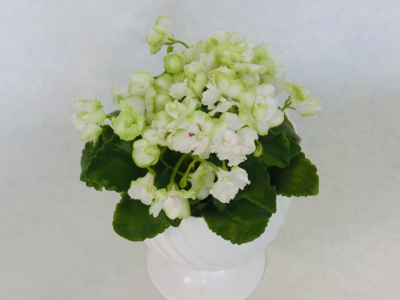 Celtic Rose white.jpg
